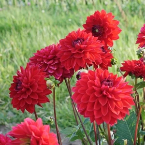 Tacirdepoticaret Hoş Kokulu Dahlia Menarco Yıldız Çiçeği Yumrusu 1'li