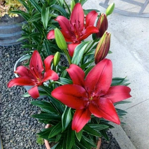 Tacirdepoticaret Cazibeli Fc Diamond Kırmızı Zambak Soğanı 2'li