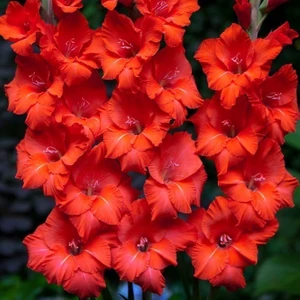 Tacirdepoticaret Gladiolus Swan Kırmızı Kuğu Glayör Çiçeği Soğanı 2'li