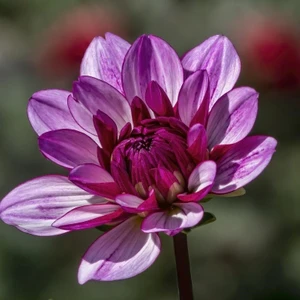 Tacirdepoticaret Büyük Çiçekli Lauren Michele Dahlia Çiçeği Yumrusu 1'li