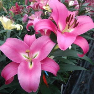 Tacirdepoticaret Hoş Kokulu Profundo Zambak Soğanı 2'li