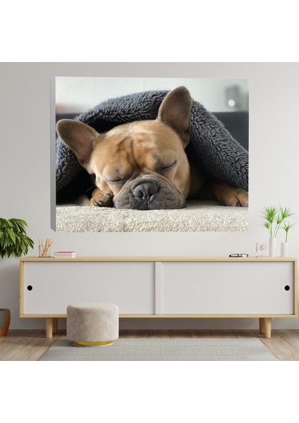 Bulldog Köpek Temalı Dekoratif Kanvas Tablo