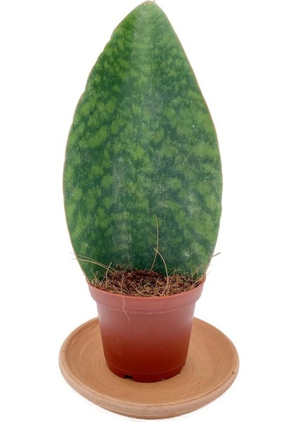 Nadir Kaktüs Sansevieria Paşa Kılıcı Masoniana