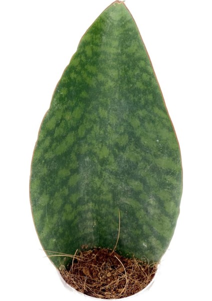 Nadir Kaktüs Sansevieria Paşa Kılıcı Masoniana