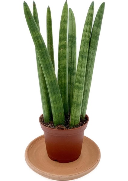 Sansevieria Cylindrica Paşa Kılıcı