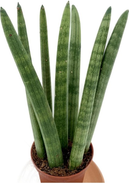 Sansevieria Cylindrica Paşa Kılıcı fiyatları