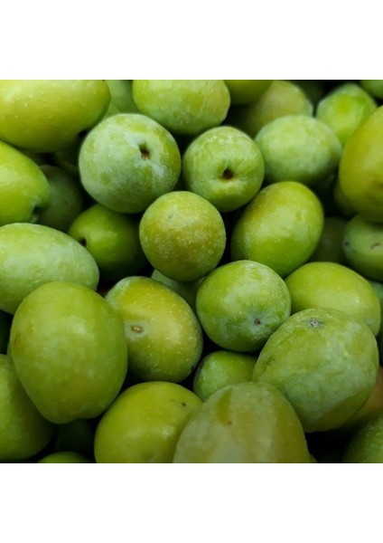 Tüplü Aşılı Büyük Taneli Çekişte Zeytin Fidanı