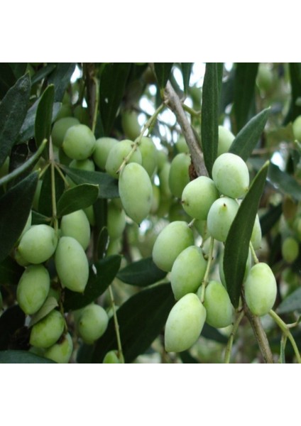 Aşılı Tam Bodur Koroneiki Zeytin Fidanı (Meyve Verme Yaşında)