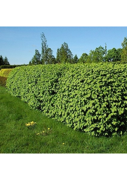 Lonicera Pileata Bodur Hanımeli Fidanı