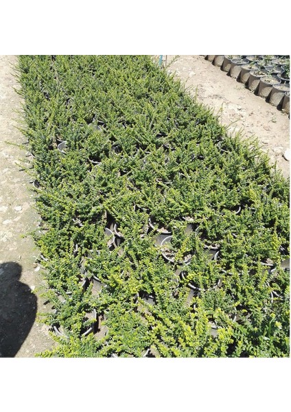 Lonicera Pileata Bodur Hanımeli Fidanı fiyatları