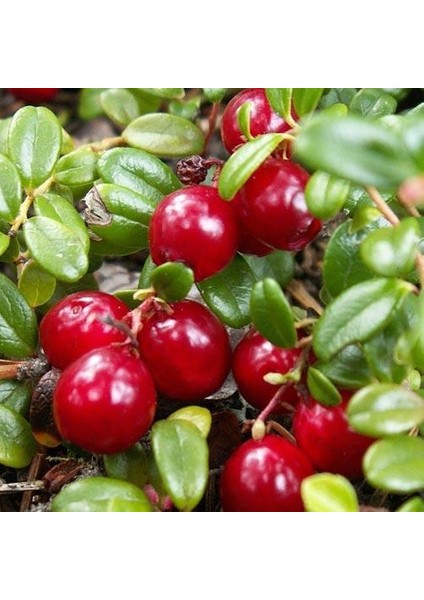 Tacirdepoticaret Turna Yemişi Cranberry Fidanı(10-20 Cm)