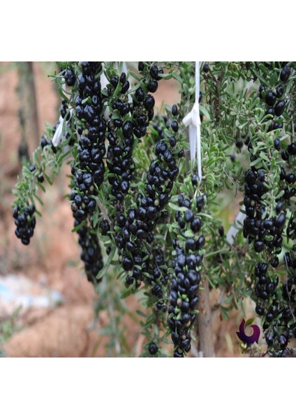 Tüplü Nadir Bulunan Siyah Goji Berry Fidanı Meyve Verme Durumunda