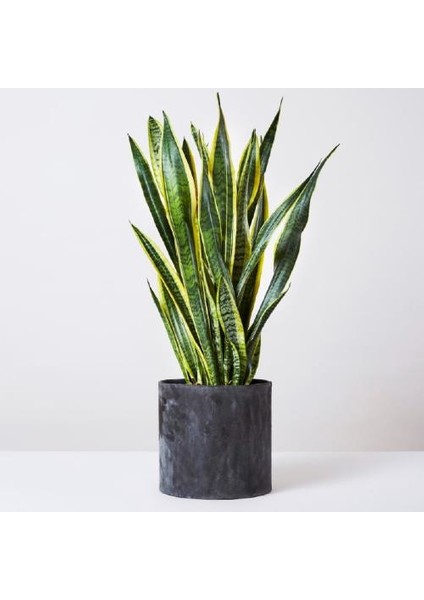 Ürün Adı : Paşa Kılıcı Bitkisi (Sansevieria) M7