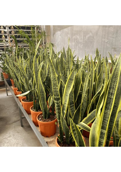 Ürün Adı : Paşa Kılıcı Bitkisi (Sansevieria) M7