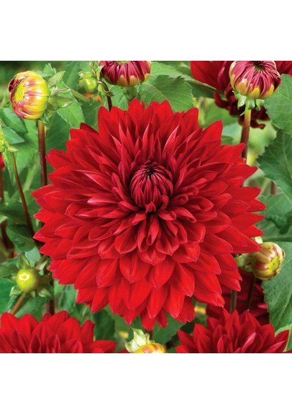 Büyük Çiçekli Red Wonder Yıldız Çiçeği Dahlia Yumrusu (1 Adet)