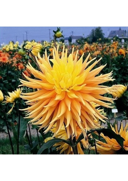 Yellow Champs Elysées Dahlia Yıldız Çiçeği Yumrusu (1 Adet )