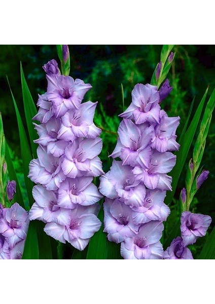 Güzel Gladiolus Purple Swan Glayör Çiçeği Soğanı (2 Adet)