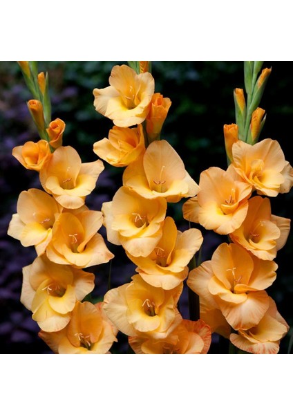 Cazibeli Gladiolus Swan Sarı Glayör Çiçeği Soğanı (2 Adet)