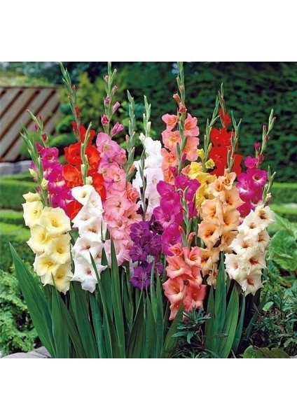 Gladiolus Karışık Kuğu Glayör Çiçeği Soğanı (4 Adet)