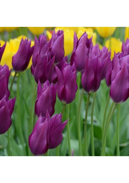 Purple Dream Osmanlı Tacı Lale Soğanı (5 Adet) fiyatları