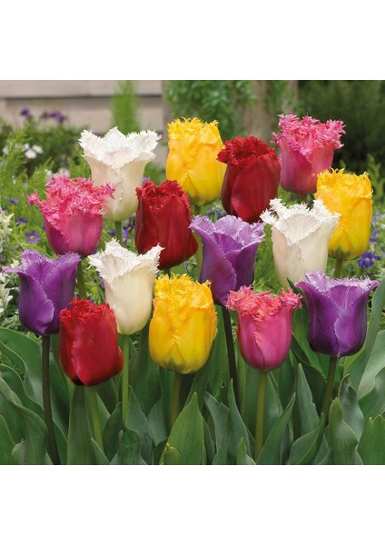 Karışık Renkli Fırfırlı Lale Soğanı (10 Adet)