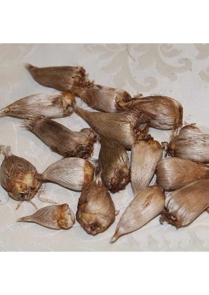 Tacirdepoticaret Karışık Katmerli Frezya Çiçeği Soğanı 5'li fiyatları