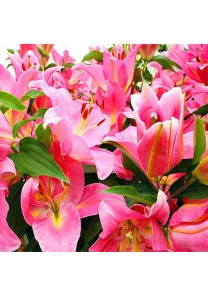 Tacirdepoticaret Güzel Kokulu Diamond Pembe Zambak Soğanı 2'li