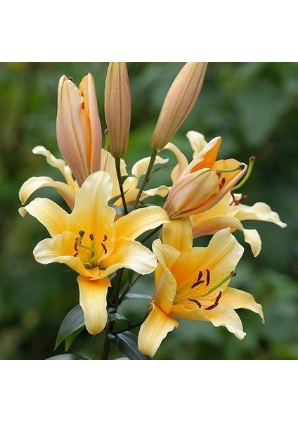 Tacirdepoticaret Hoş Kokulu Valverde Zambak Soğanı 2'li