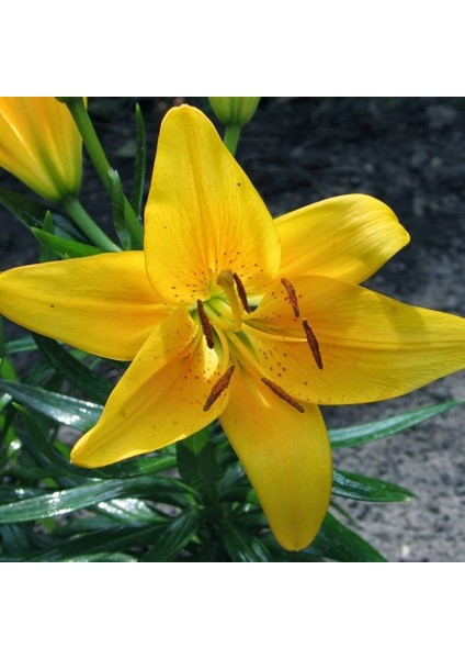 Tacirdepoticaret Yellow Diamond Sarı Zambak Soğanı 2'li