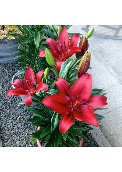 Tacirdepoticaret Cazibeli Fc Diamond Kırmızı Zambak Soğanı 2'li