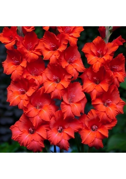 Tacirdepoticaret Gladiolus Swan Kırmızı Kuğu Glayör Çiçeği Soğanı 2'li