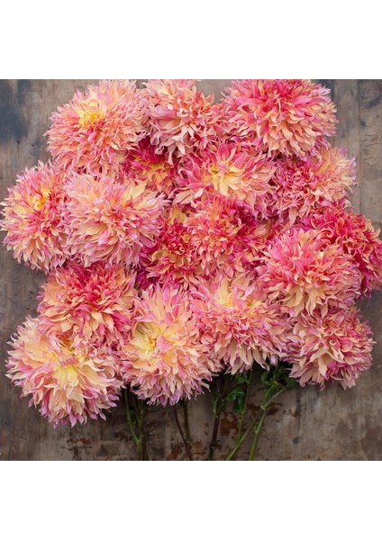 Tacirdepoticaret Hoş Kokulu Myrtle's Folly Dahlia Çiçeği Yumrusu 1'li