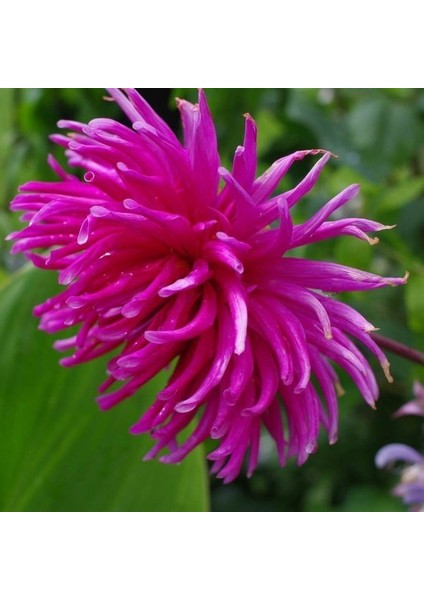 Tacirdepoticaret Dentelle D. Forestier Dahlia Yıldız Çiçeği Yumrusu 1'li