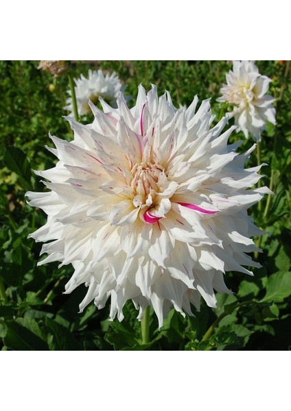 Tacirdepoticaret Pembe Beyaz Çiçekli Riviera Dahlia Yıldız Çiçeği Yumrusu 1'li