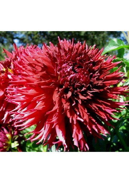 Tacirdepoticaret Jax Dahlia Yıldız Çiçeği Yumrusu 1'li