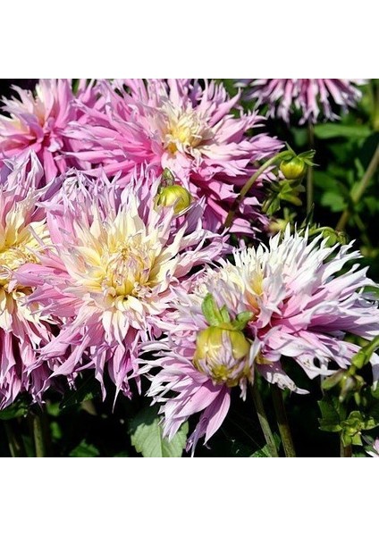 Tacirdepoticaret Sweet Arica Dahlia Yıldız Çiçeği Yumrusu 1'li