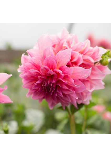 Tacirdepoticaret Otto's Thrill Dahlia Yıldız Çiçeği Yumrusu 1'li