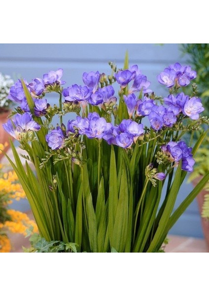 Tacirdepoticaret Mavi Katmerli Frezya Çiçeği Soğanı 5'li