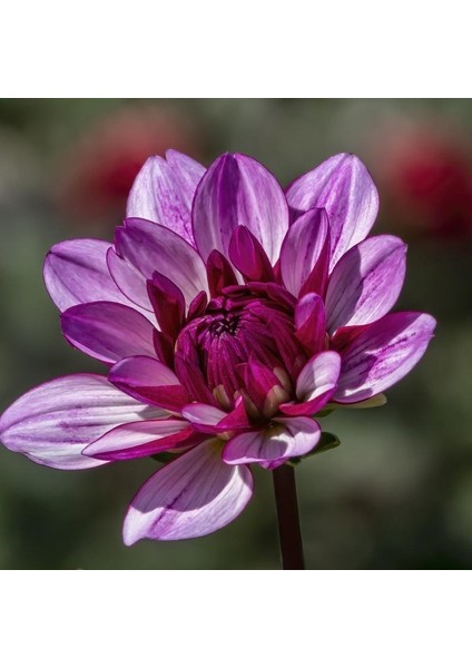 Tacirdepoticaret Büyük Çiçekli Lauren Michele Dahlia Çiçeği Yumrusu 1'li