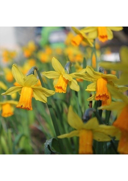 Tacirdepoticaret Yellow Sarı Ocean Nergis Soğanı 5'li