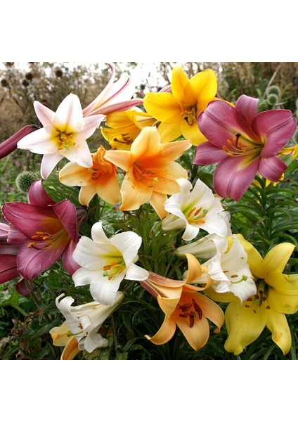 Tacirdepoticaret Yoğun Kokulu Gloria Mix Karışık Zambak Soğanı 4'li