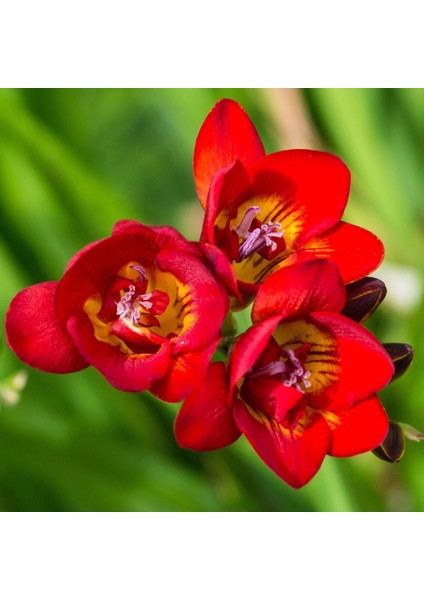 Tacirdepoticaret Kızmızı Katmerli Frezya Çiçeği Soğanı 5'li