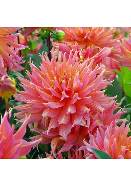 Tacirdepoticaret Hoş Kokulu Dahlia Omega Yıldız Çiçeği Yumrusu 1'li