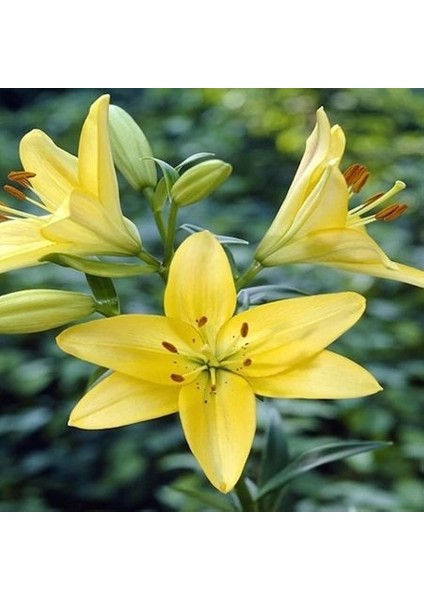 Tacirdepoticaret Hoş Kokulu Vong Zambak Soğanı 2'li