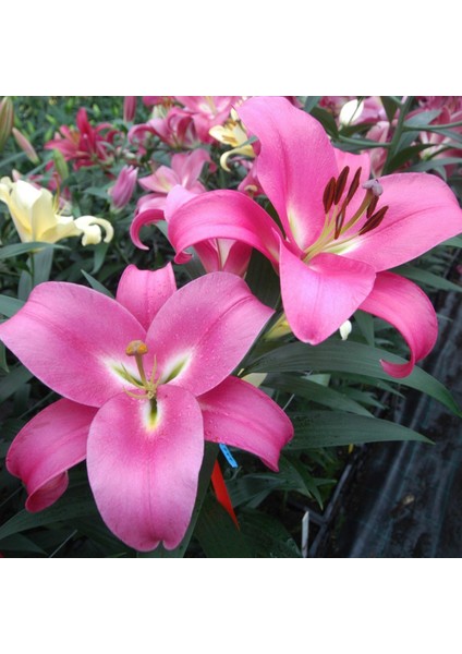 Tacirdepoticaret Hoş Kokulu Profundo Zambak Soğanı 2'li