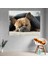Bulldog Köpek Temalı Dekoratif Kanvas Tablo 1
