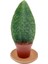 Nadir Kaktüs Sansevieria Paşa Kılıcı Masoniana 1