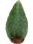 Nadir Kaktüs Sansevieria Paşa Kılıcı Masoniana 2