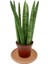 Sansevieria Cylindrica Paşa Kılıcı 1