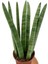 Sansevieria Cylindrica Paşa Kılıcı 2